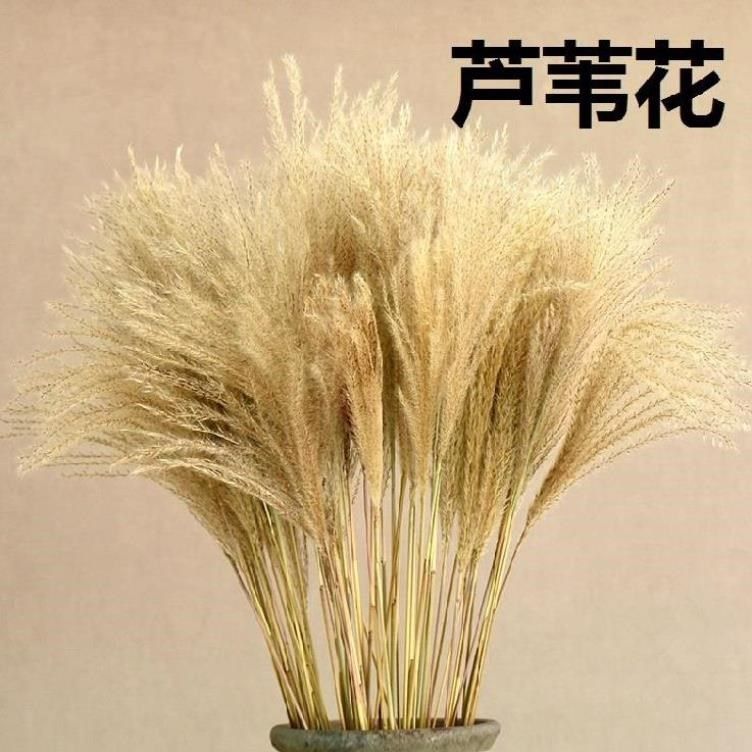 芦苇草道具仿真草干花芦苇干花大穗白色装饰摄影餐桌摆设女装店