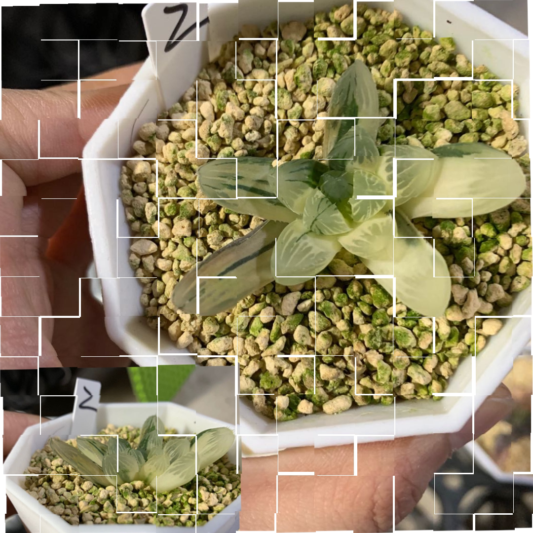 霓虹灯玉露锦多肉植物花卉苏州玉露锦实生锦自然锦一物一拍富强.