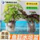 水培定植篮镂空壁挂式 透明水培篮加F厚绿植鱼缸家用定植篮养护推