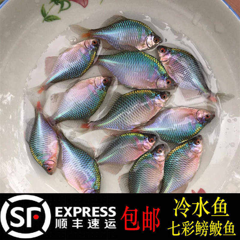 旁皮鱼 鳑鲏鱼 观赏鱼冷水鱼原生鱼除藻鱼练手鱼清道夫好养鱼包邮