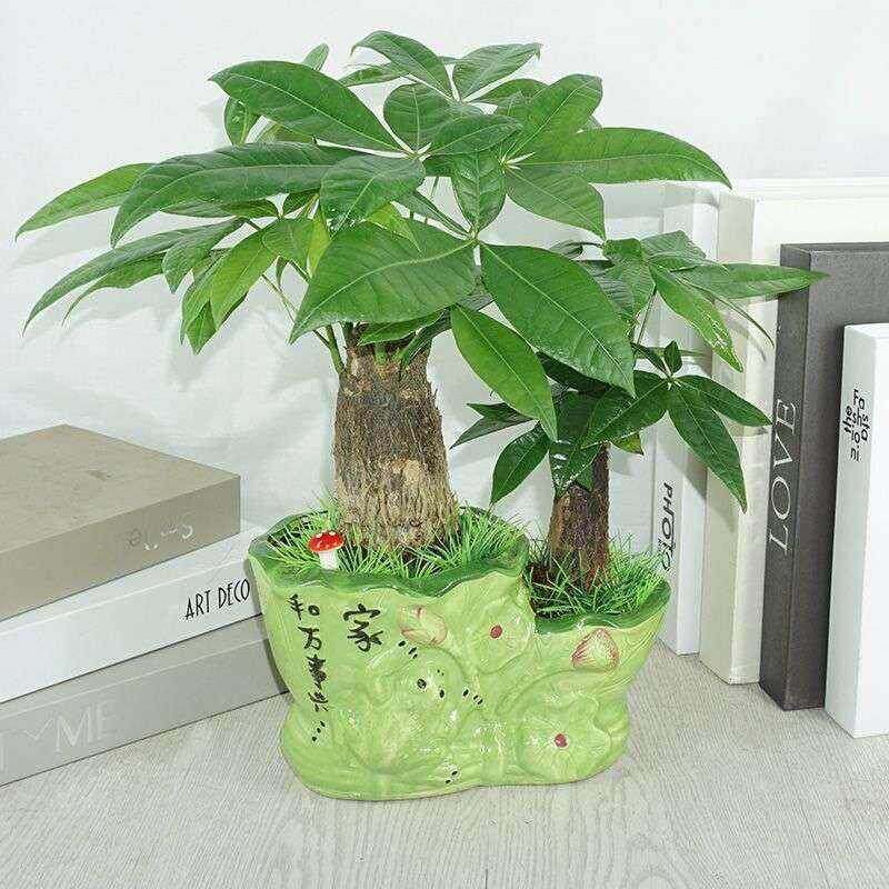 四季发财树桌面花卉室内盆栽植物净化空气绿植办公室小盆景包邮