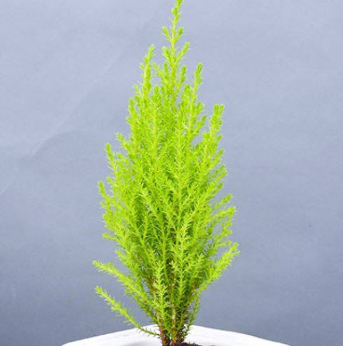 植物室内观赏盆景绿植花卉小盆景圣诞树小松树常绿小香松好养盆栽