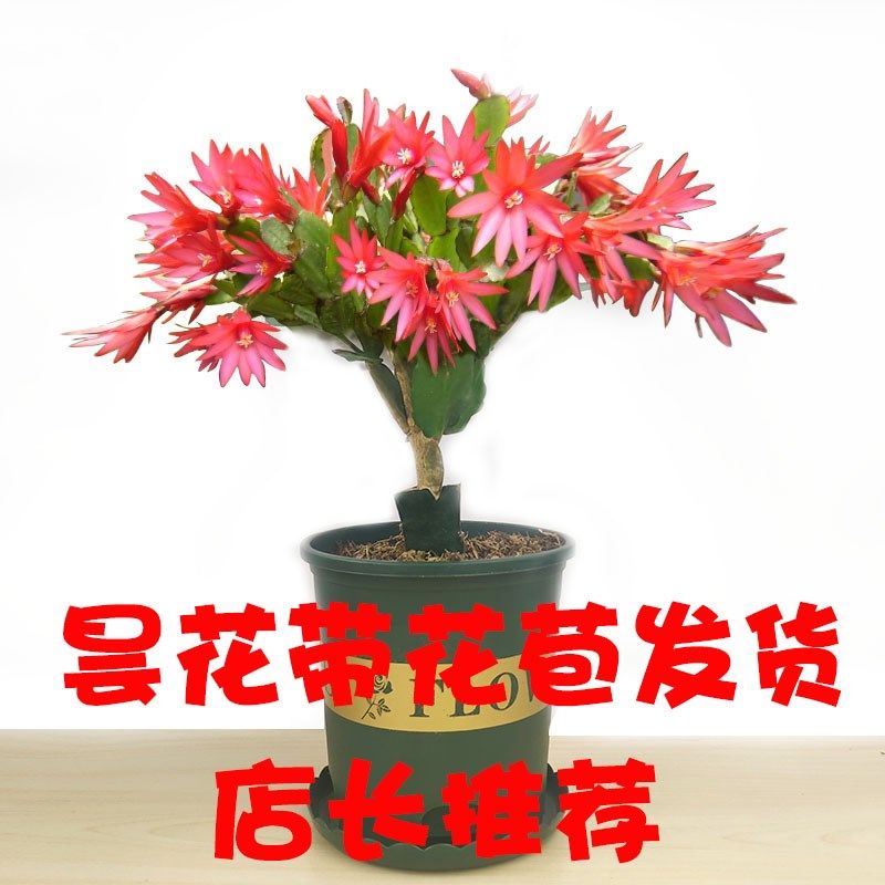 已嫁接好的蟹爪兰假昙花成品盆栽花仙人柱掌砧木三角形柱单层带花