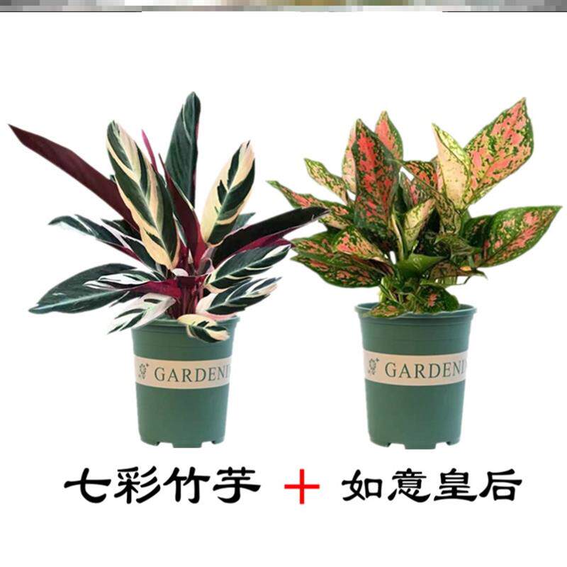 七彩孔雀竹芋盆栽四季常青客厅办公室水培绿植物室内花耐阴彩色竹