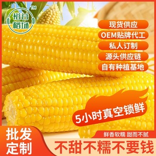 东北黄糯玉米真空包装黄糯九玉米新鲜粘非转基因玉米直销