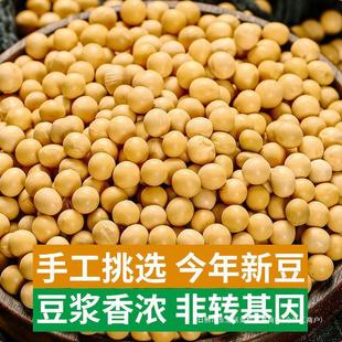 2斤东北黄豆 新鲜大豆可发芽大豆子打豆浆原料营养早餐500g