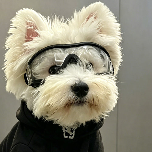 狗护目镜小型犬雪纳瑞西高地防风宠物墨镜骑行眼镜配饰比熊约克夏