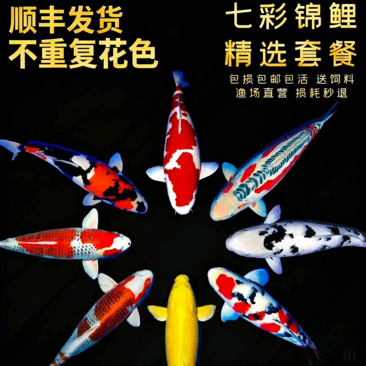 顺丰观赏鱼精品锦鲤鱼招财鱼活鱼冷水鱼懒人鱼淡水好养耐活风水鱼