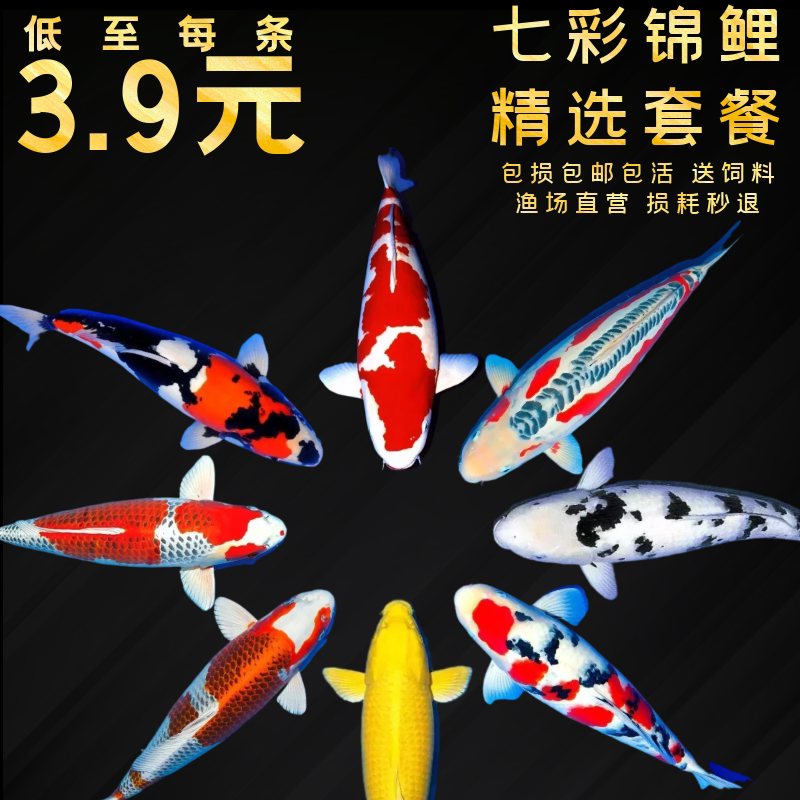 精品锦鲤鱼观赏活体鱼苗冷水鱼日系锦鲤活鱼大正三色红白黄金昭和_虎窝淘
