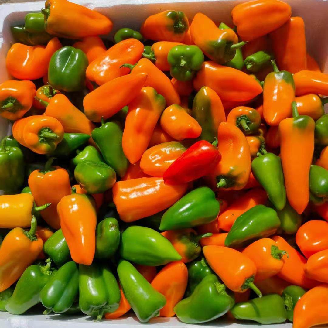 水果辣椒迷你彩色水果甜椒脆甜生吃小彩椒沙拉凉拌蔬菜多色混装