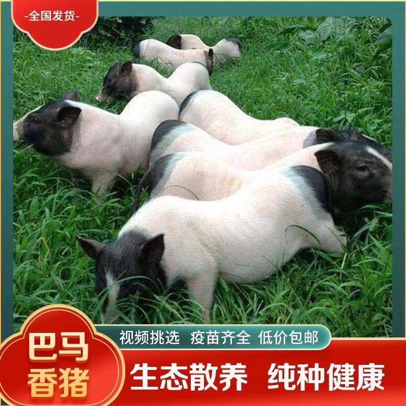 纯种广西巴马香猪活苗幼崽正宗活体猪仔散养猪猪健康包活包邮