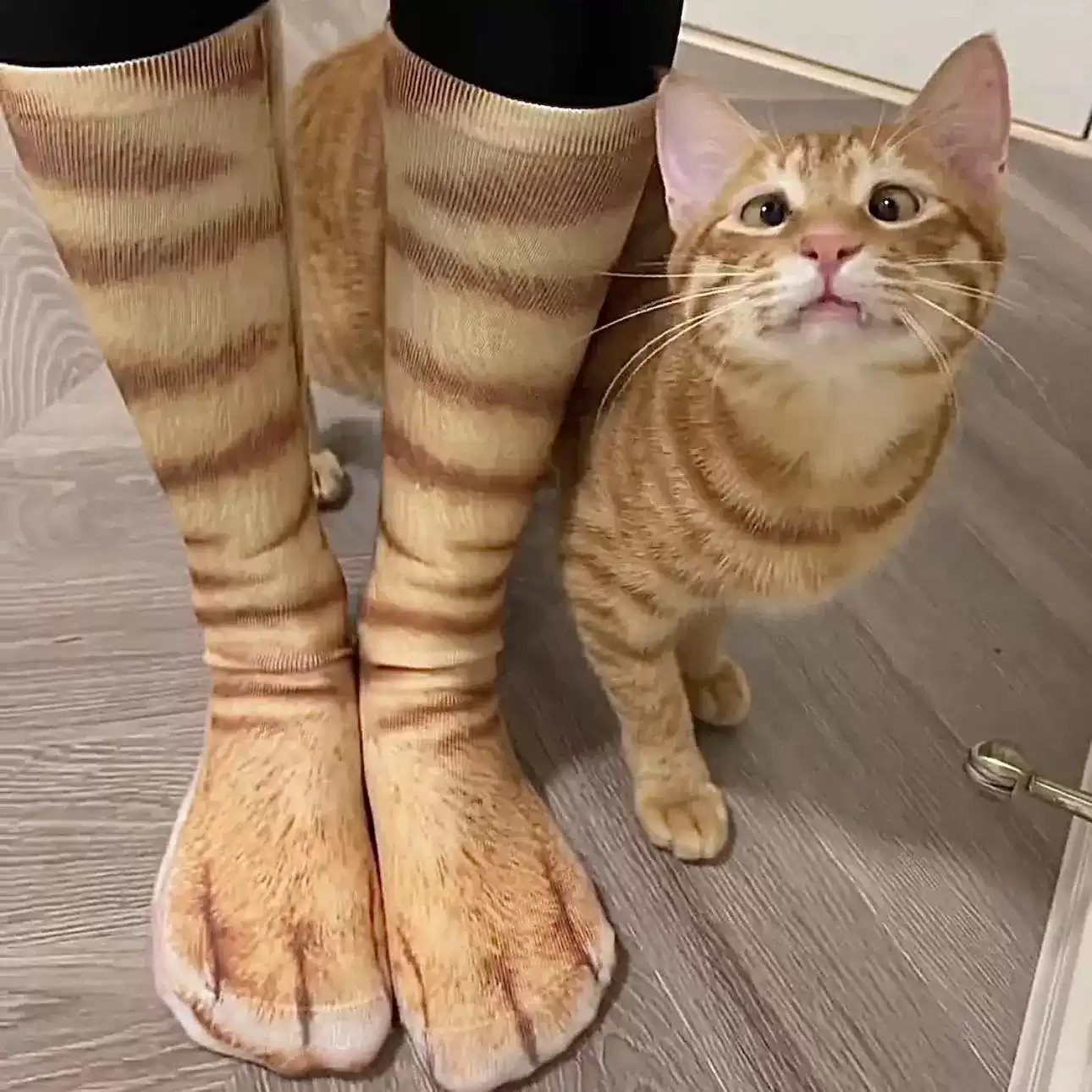 3D动物袜子逗猫袜逗狗袜仿真