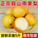 鞍山南果梨5斤顺丰 东北海城南国梨子特产酒香梨新鲜冻梨水果 包邮