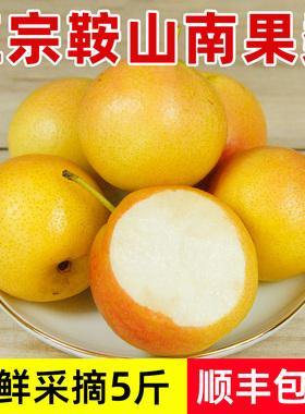 鞍山南果梨5斤顺丰包邮东北海城南国梨子特产酒香梨新鲜冻梨水果