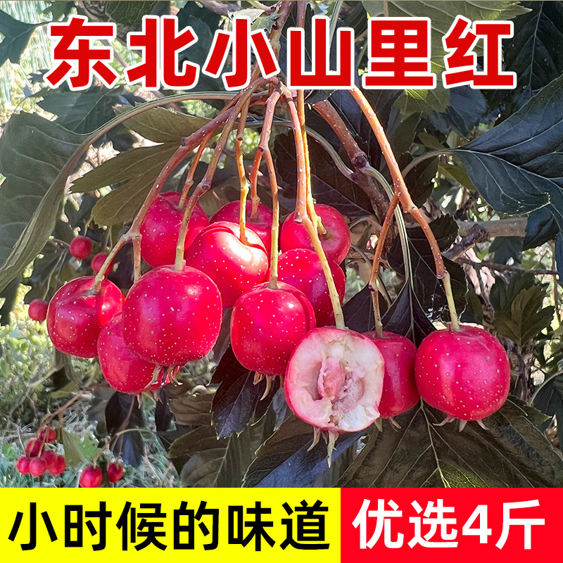 东北特产山里红4斤顺丰包邮 辽宁特色小山楂映山红新鲜孕妇水果