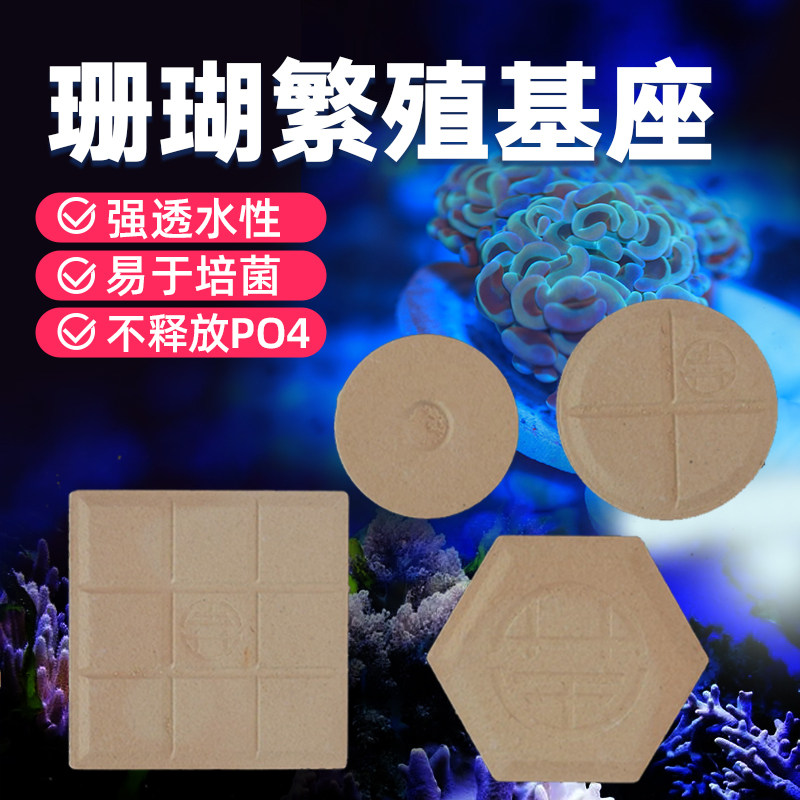 基座珊瑚底座繁殖基座图片