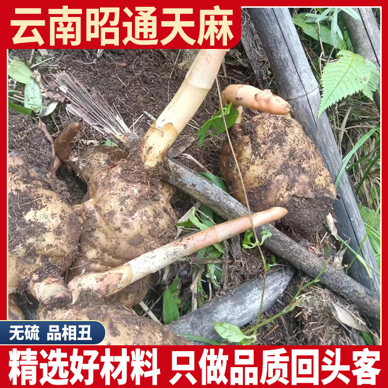 乌天麻中心选片  特级500g云南昭通小草坝天麻无硫干货煲汤