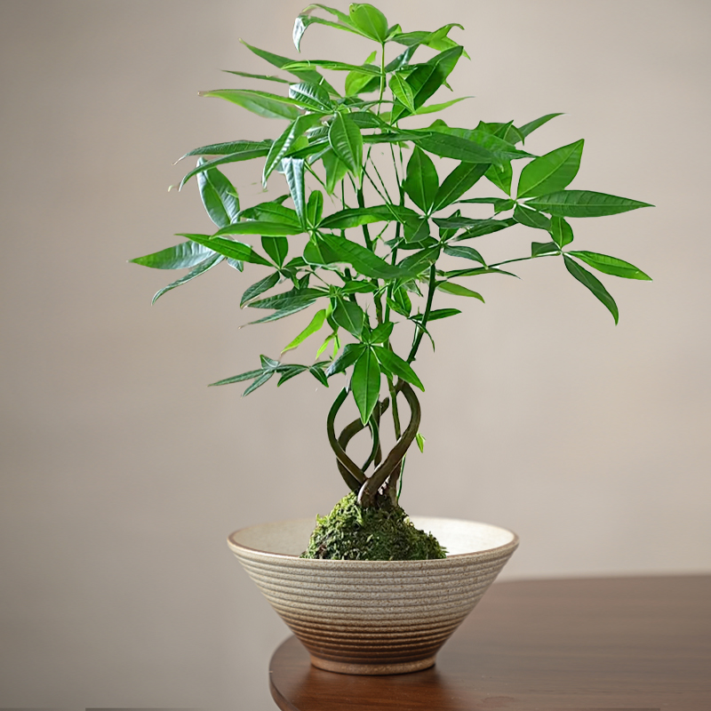 特价苔藓球花盆创意盆景陶瓷托盘蕨类植物专用盆简约中式水培器皿