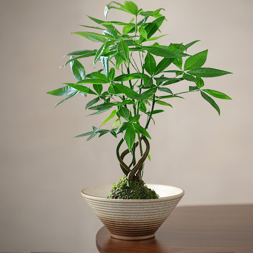 特价苔藓球花盆创意盆景陶瓷托盘蕨类植物专用盆简约中式水培器皿