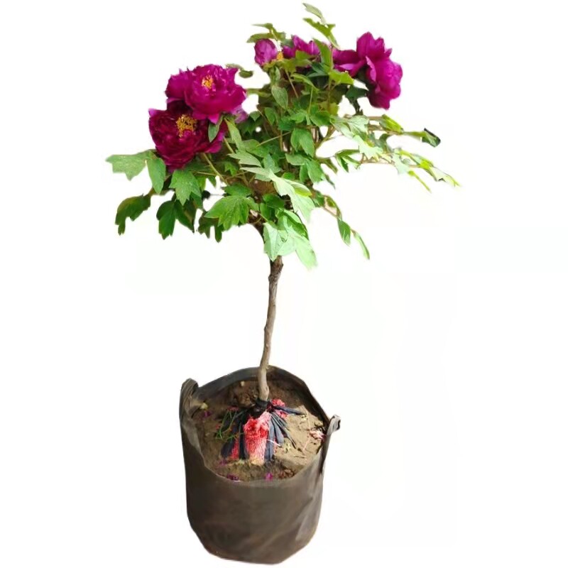 菏泽观赏独杆牡丹树绿植花卉大全重瓣大花花王庭院大盆植物养易u.