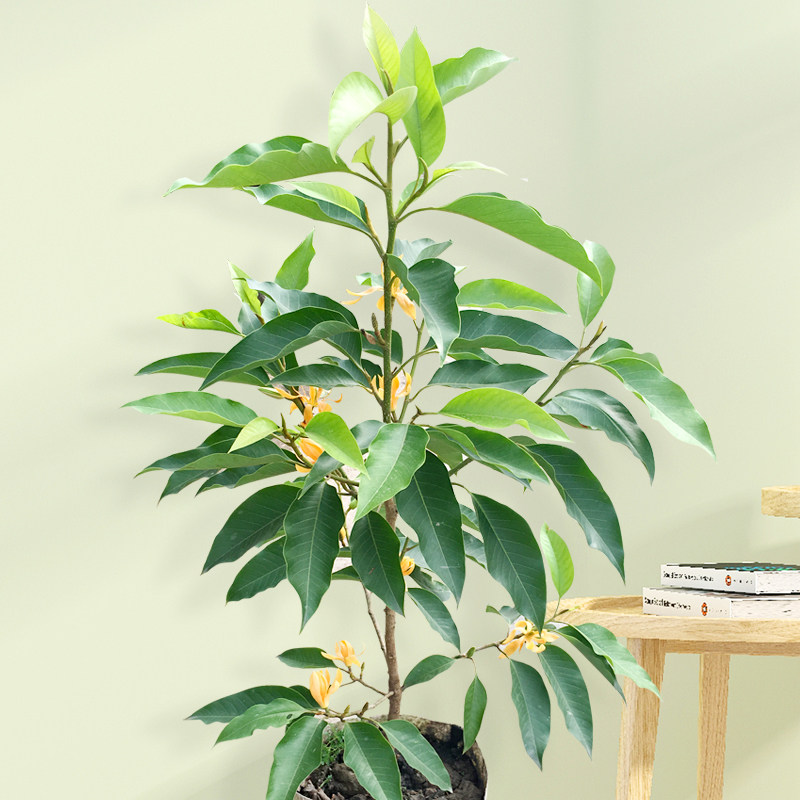 新品种白兰花盆栽带花苞室内嫁接矮化植物浓香型老桩庭院四季树苗