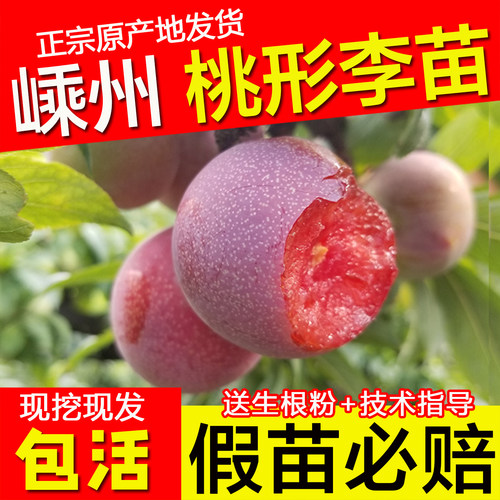 「全网桃形李子苗热卖榜TOP店」