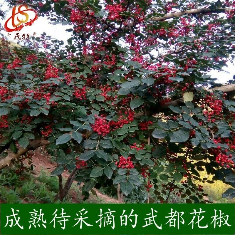 甘肃陇南特产大红袍花椒调味品产地直销新货大红袍花椒