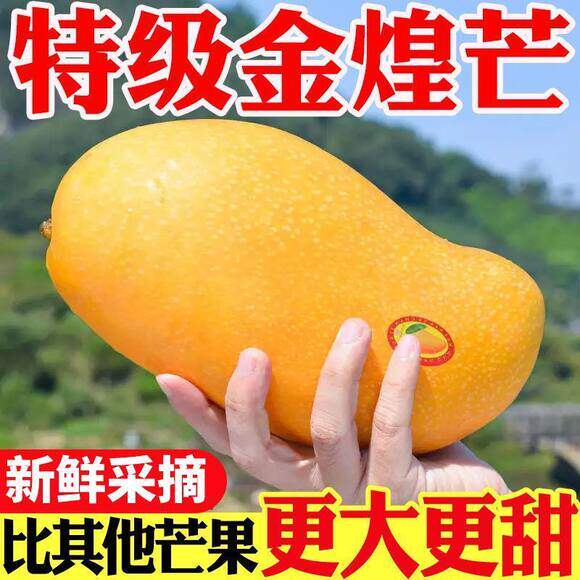 广西金煌芒当季现摘大芒果皮薄肉厚核小香甜多汁整箱包邮孕妇水果