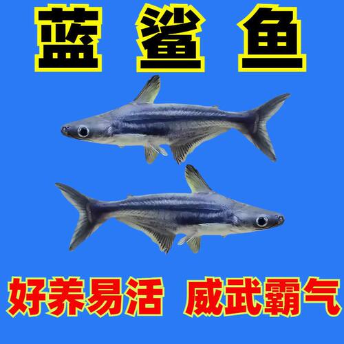 陕西渔场顺丰发货淡水蓝鲨热带中大型观赏鱼可混养除藻可清理残渣