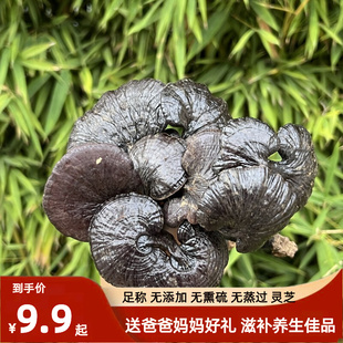 林芝药材泡酒煲炖汤煮茶 9.9元 黑竹灵芝菌芝又名长颈灵芝 野 5只