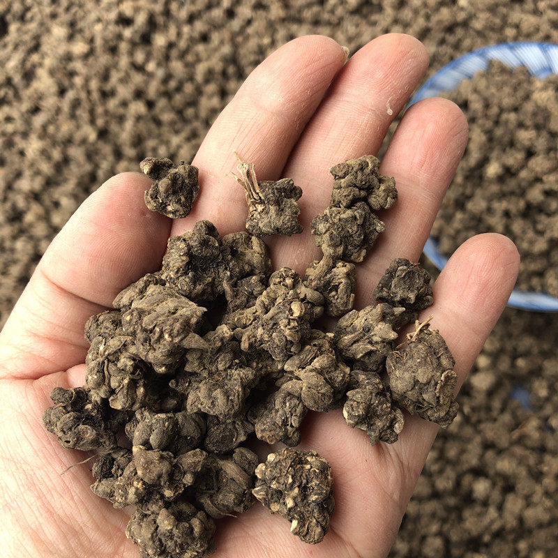 野的猫爪草水洗猫爪草煲汤煮水干货猫抓草猫草药材泡水煲汤养生茶