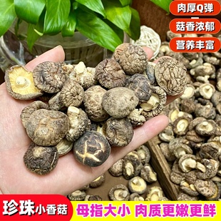 无硫厚肉干香菇 特小香菇干货 新货迷你珍珠菇 冬菇煲汤 更嫩更鲜