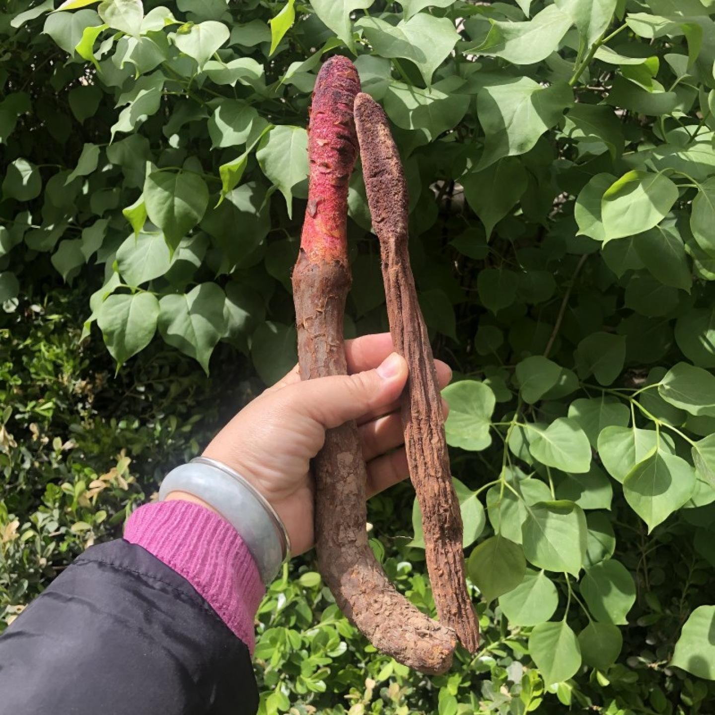腰酸药材金锁阳条整根 锁阳可切片搭配肉苁蓉泡茶泡酒炖汤材500克