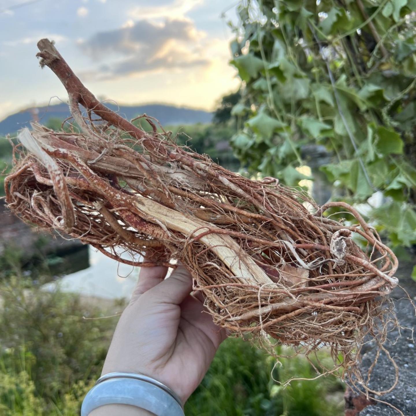 无硫五指毛桃根干货500克