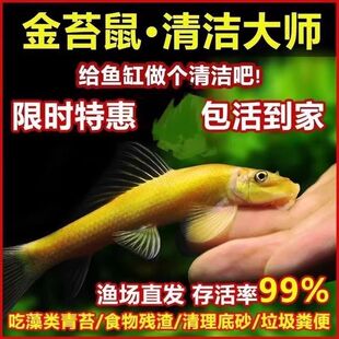 【强力除藻】清洁清道夫鱼金苔鼠热带粪便观赏鱼缸除藻工具清苔鼠