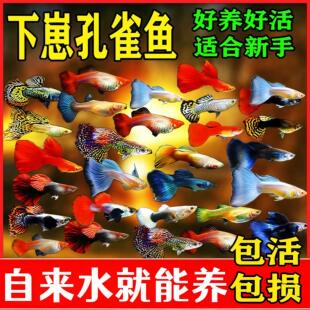孔雀鱼观赏鱼鱼苗小型鱼热带斑马鱼凤尾鱼热带鱼小鱼淡水胎生好养