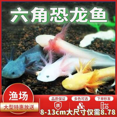 六角恐龙蝾螈宠物龙鱼冷水观赏鱼活物金鱼淡水鱼活鱼好养懒人淡水