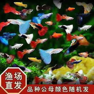孔雀鱼观赏鱼热带热带鱼纯种淡水好养耐活小型鱼凤尾孕母鱼苗小鱼