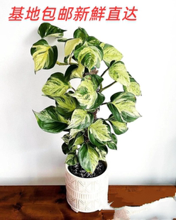 荷兰原盆进口快乐叶子锦叶油画绿萝观叶植物室内净化空气美观高档