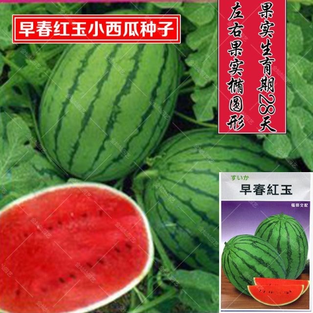早春红玉西瓜种子 红心西瓜种子  日本进口 早熟皮薄
