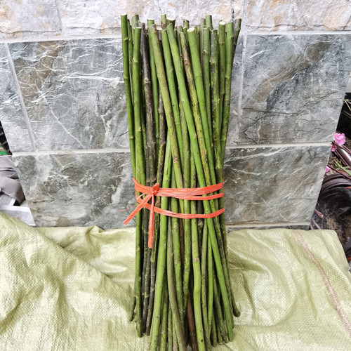 无刺蔷薇苗 独杆蔷薇杆子嫁接树状月季棒棒糖欧月玫瑰砧木枝条