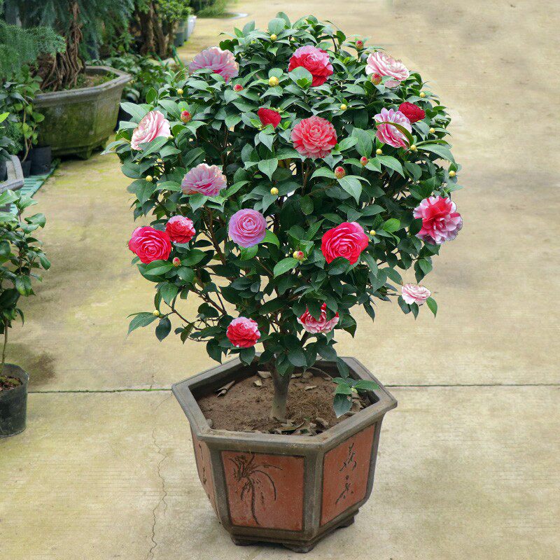 四季茶花树苗大茶花树山茶花大花茶花盆栽耐冬庭院绿化苗耐寒