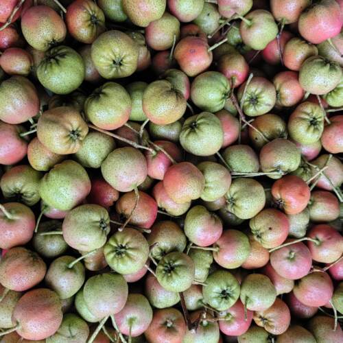 25年新鲜山楂大棉球冰糖葫芦原料批发商用大中小发货带框30斤包邮