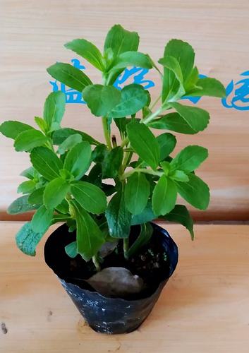 甜叶菊种苗可食用甜甜味道盆栽