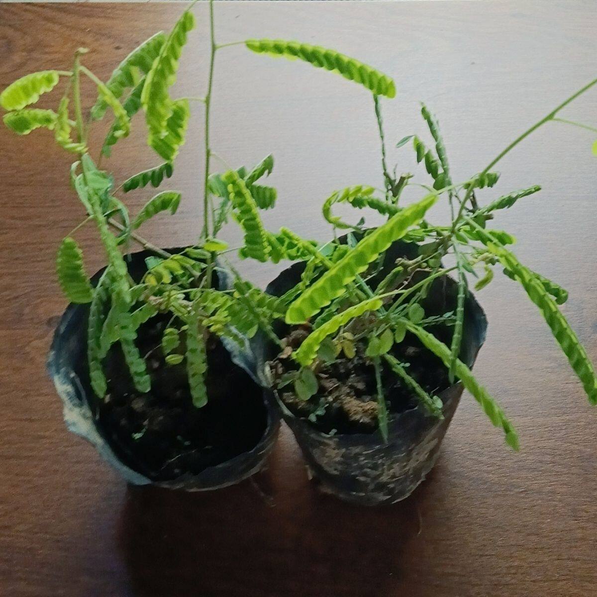 甜鸡骨草苗 大黄草苗 鸡骨草盆栽 相思子食用草药盆栽 好养植物