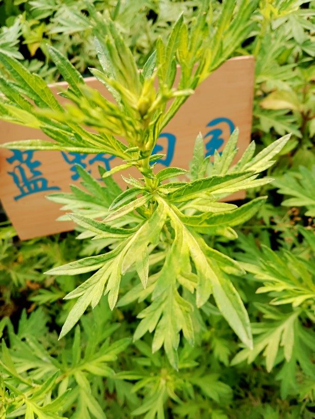 包邮艾草苗食用种植小叶艾苗艾蒿小叶艾草苗四季种苗食用艾草盆栽