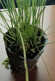 木贼四季常青耐寒木贼盆栽笔管草笔头草别墅庭院水景净化水质植物