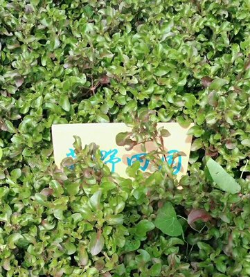 包邮健康蔬菜苗台湾红盆栽自己种