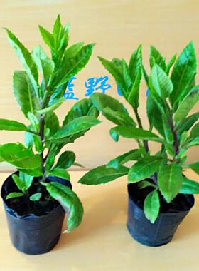明月草金鸡仙草富贵菜白背盆栽