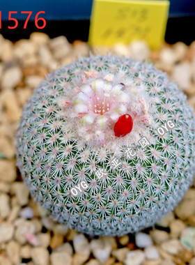 雪顶粉花乌月丸实生仙人球种子Epithelantha unguispinaSB1576
